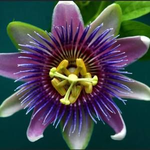 Meet your Posher, Jean